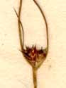 Juncus trifidus L., blomställning x8