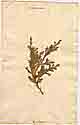 Juniperus bermudiana L., front