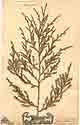 Juniperus bermudiana L., front