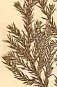 Juniperus bermudiana L., close-up x8