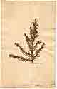 Juniperus chinensis L., front