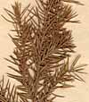 Juniperus chinensis L., close-up x8