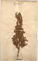 Juniperus communis L., framsida