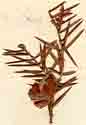 Juniperus oxycedrus L., close-up x8