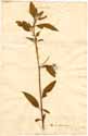 Jussiaea erecta L., front