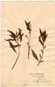 Jussiaea erecta L., framsida