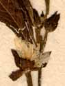 Jussiaea erecta L., blomma x8