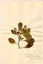 Jussiaea inclinata L., framsida