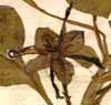 Jussiaea inclinata L., blomma x8