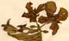 Jussiaea suffruticosa L., blomställning x6