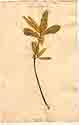 Kiggelaria africana L., framsida