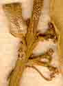 Kiggelaria africana L., blomställning x8