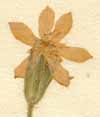 Knautia orientalis L., inflorescens x6