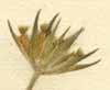 Knautia orientalis L., nuts x6