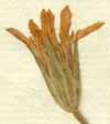 Knautia palaestina L., inflorescens x8