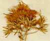 Kuhnia eupatorioides L., blomställning x6