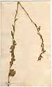 Lactuca quercina L., front