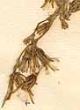 Lactuca quercina L., inflorescens x8