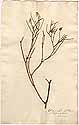 Lactuca saligna L., framsida