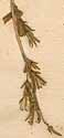 Lactuca scariola L., blomställning x8