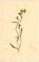 Lagoecia cuminoides L., framsida