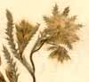Lagoecia cuminoides L., inflorescens x6