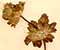 Lamium amplexicaule L., inflorescens x8