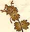 Lamium amplexicaule L., blomställning x8