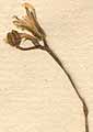 Lapsana rhagadiolus L., blomställning x8