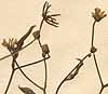 Lapsana rhagadiolus L., blomställning x8