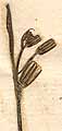Lapsana rhagadiolus L., inflorescens x8