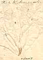 Lapsana rhagadiolus L., baksida