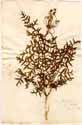 Laserpitium gallicum Scop., framsida