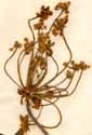 Laserpitium gallicum Scop., blomställning x4