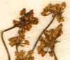 Laserpitium gallicum Scop., blomställning x8