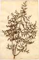 Laserpitium gallicum Scop., front