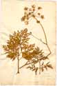 Laserpitium prutenicum L., framsida