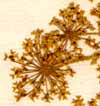 Laserpitium prutenicum L., inflorescens x8