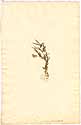 Lathyrus amphicarpos L., front