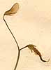 Lathyrus annuus L., fuit & flower x8