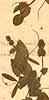 Lathyrus aphaca L., närbild x6