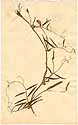 Lathyrus articulatus L., framsida