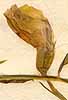 Lathyrus articulatus L., blomma x8