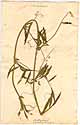 Lathyrus clymenum L., front