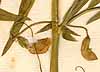 Lathyrus clymenum L., blommor x8