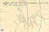 Lathyrus clymenum L., baksida