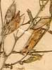 Lathyrus inconspicuus L., närbild x8