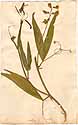 Lathyrus latifolius L., framsida
