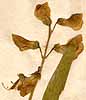 Lathyrus latifolius L., blomställning x6
