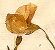 Lathyrus odoratus L., blomma x8